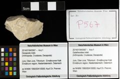 Foto (Objekt + Etiketten) von Galatheoidea indet. 